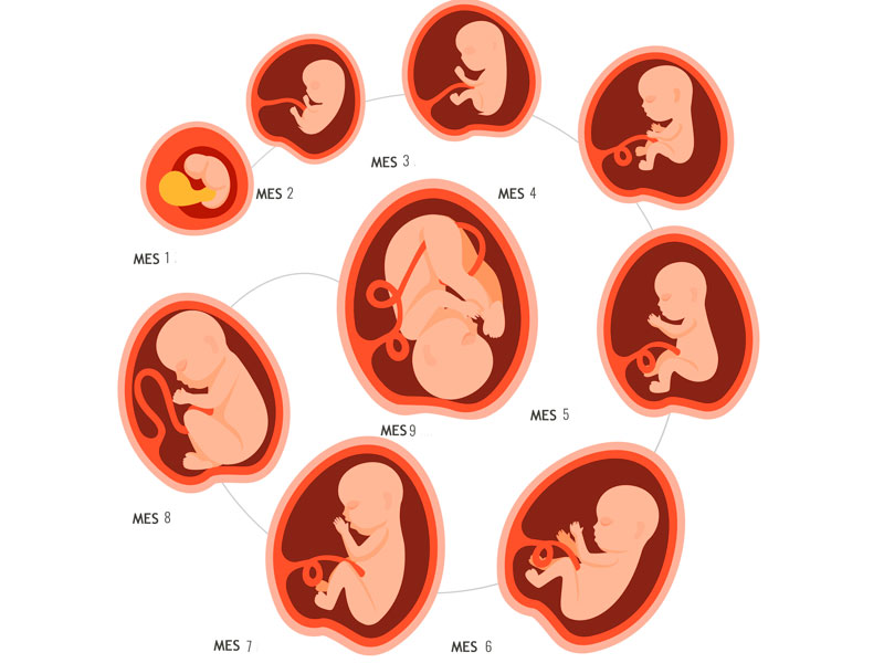 Desarrollo Del Bebe En El Embarazo Evolucion Semana A Semana