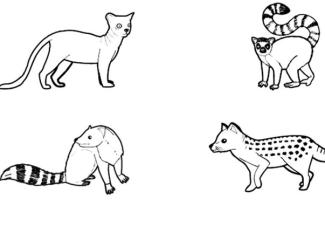Animales de Madagascar: dibujo para colorear e imprimir