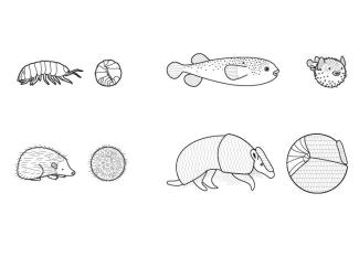Animales redondos: dibujo para colorear e imprimir