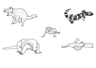 Animales monstruos: dibujo para colorear e imprimir