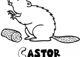 Castor