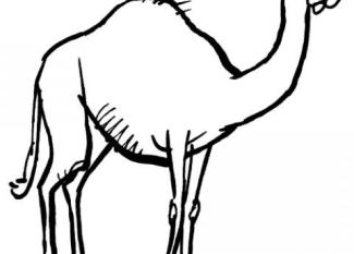 Camello para colorear. Dibujos de animales para niños