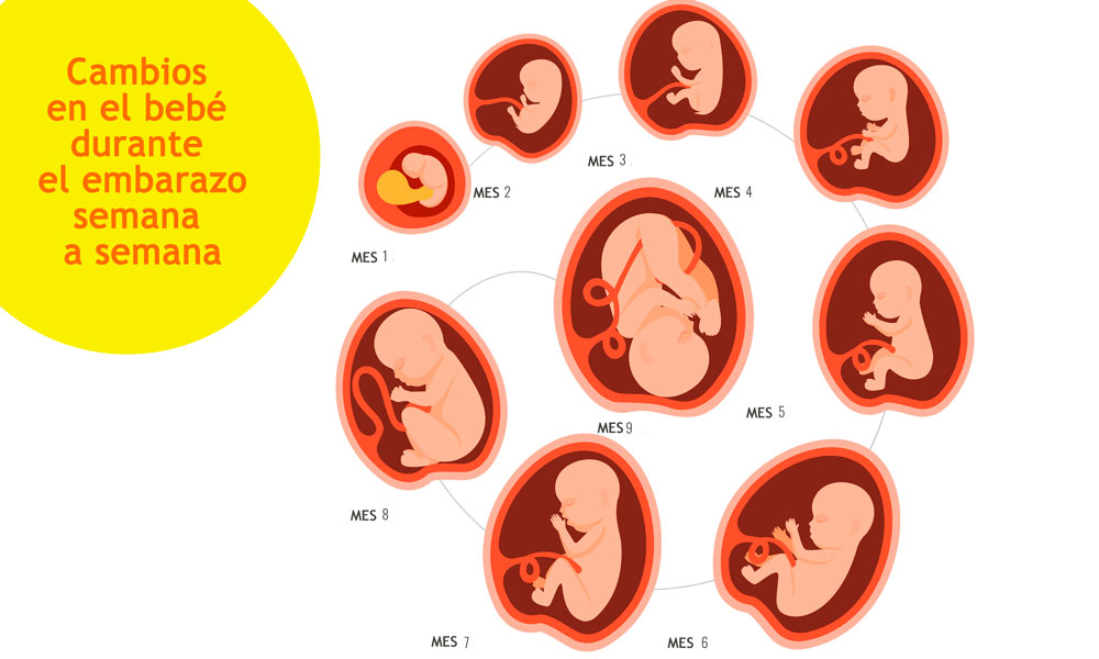 Desarrollo Del Bebe En El Embarazo Evolucion Semana A Semana